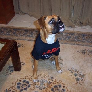 Dog with a cause!