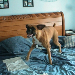 Gremlin impression