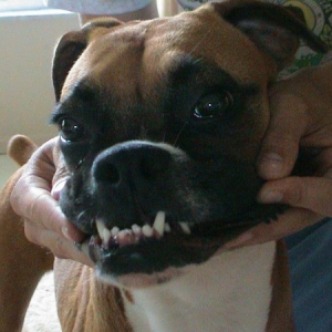 Monster impression