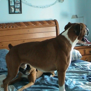 Um,.. what IS THAT THING????