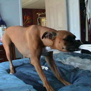 Tug o' war
