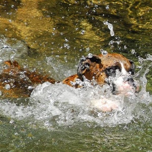 Splash