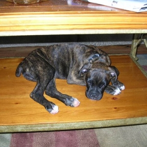12 weeks old