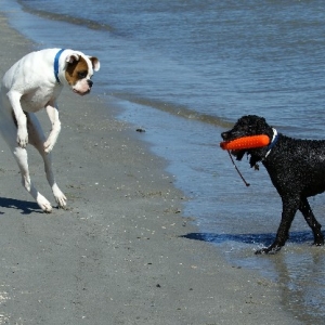 Moto and Tara playing at the beach.