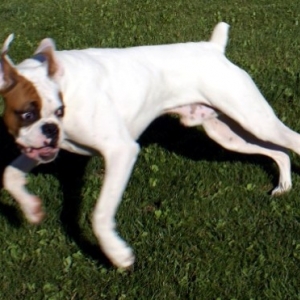 Wild Dog