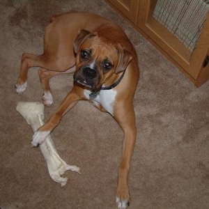 Big bone!