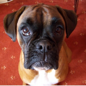 Pretty Rubes