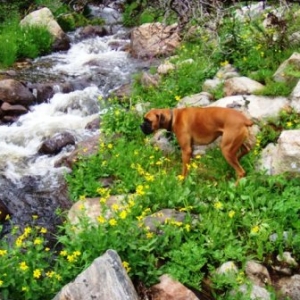 Stream Dog