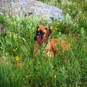 Flower Child