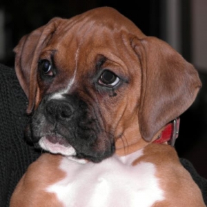 Mr. Tyson