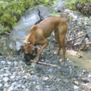 Chief and his stick