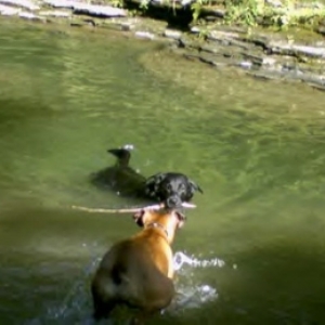 Gimme that Stick