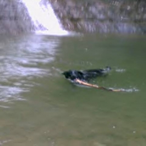 Sam and his stick