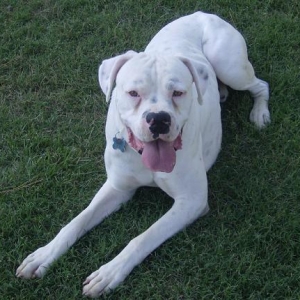 Jackson_in_the_yard_too