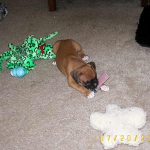 TOYS