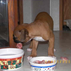 First raw meal