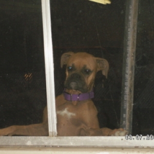 Nosey