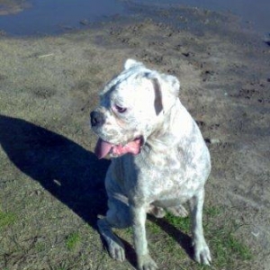Well he was a white Boxer