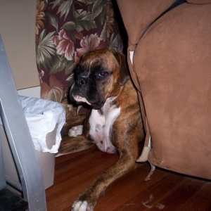 Hiding behind the couch
