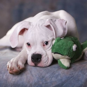 Max and Froggie