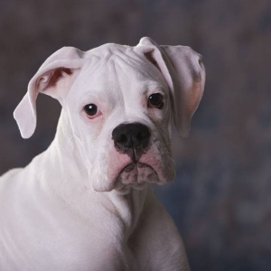 Max At 4 1/2 Months Old