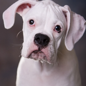 Puppy Profile - Max