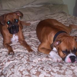 Jesse and Gunner Stealing my bed..Like always!