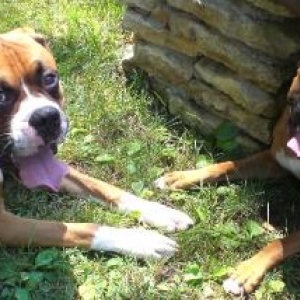 Gunner and Jesse Jane's Meeting