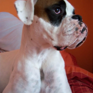 Luka 17 Months Old