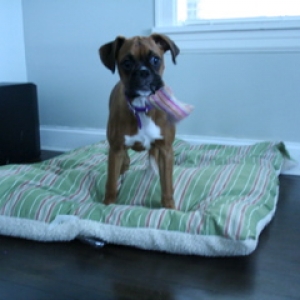 Molly Wobbles