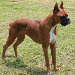 Rocco at eleven months old