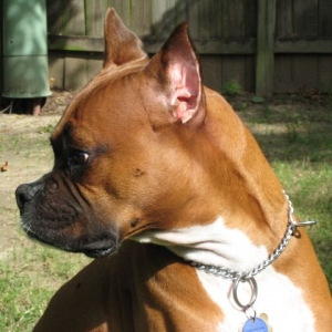 Cisco's profile
