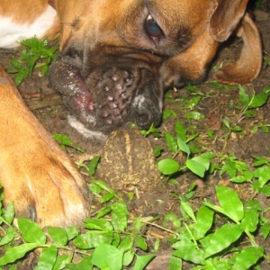Nasty Leila & Frog