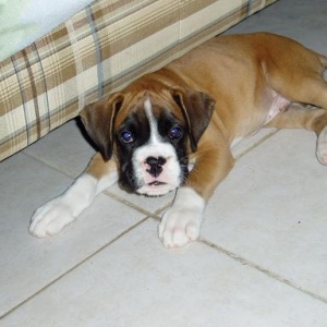 Introducing Cooper( Harleys Nephew)