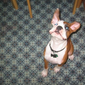 Gotta love the smushy, floppy face!