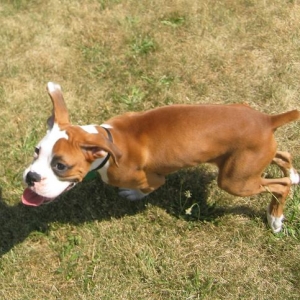 Chasing the Frisbee