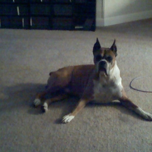 Buddy 4
