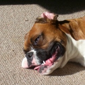 Now Thats A Smile!! Kobi