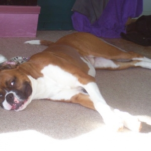 Kobi Pooped