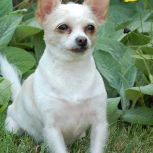 Archie
