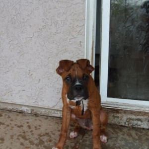 What's wrong with my ears ma?