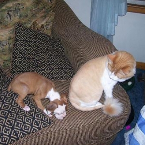 Kujo and Scooter Cat