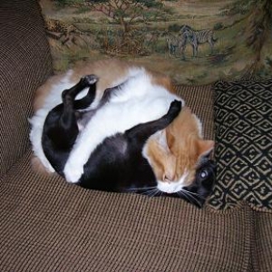 Scooter (cat) and Shelby (chihuahua)
