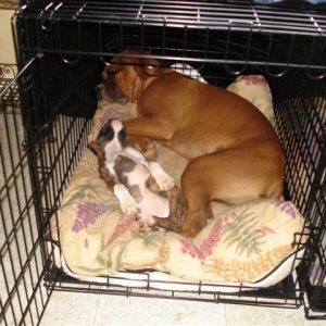Elvis (8 months) & Arwen (3 months)