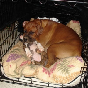 Elvis' head-rest