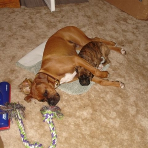 Moving is always easier with a friend!