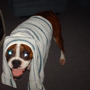 super_puppy