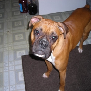 rocky_4