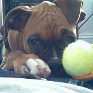 rocky_2
