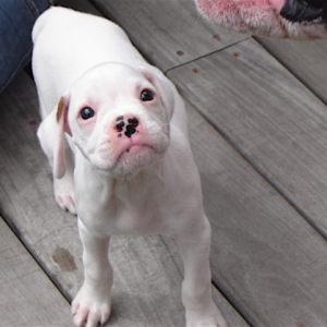 Betty 8 wks